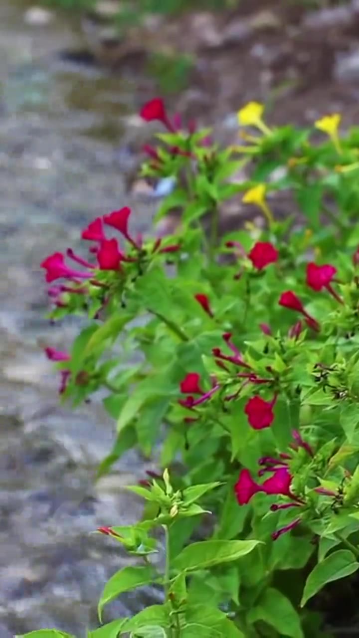 Garden & grounds