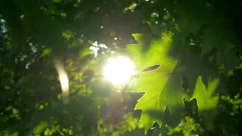 Garden & grounds