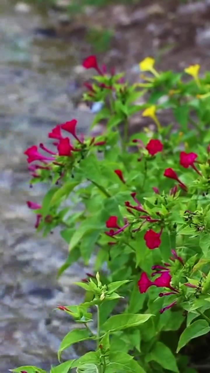 Garden & grounds